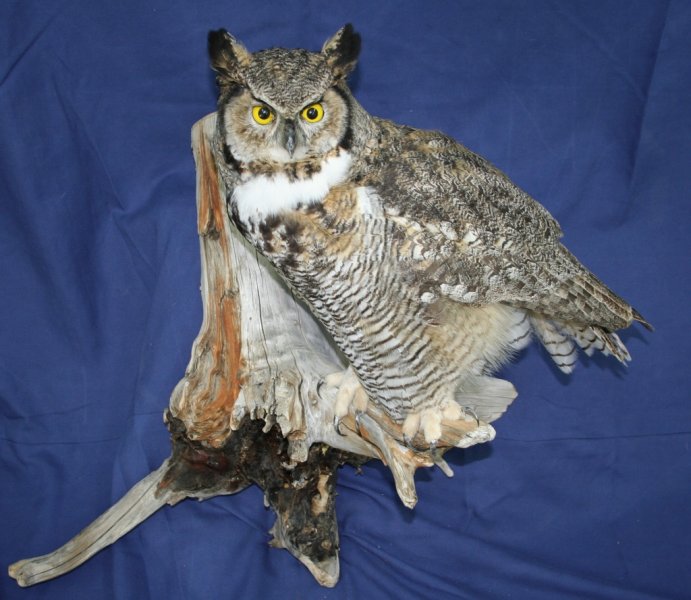 horned owl taxidermy